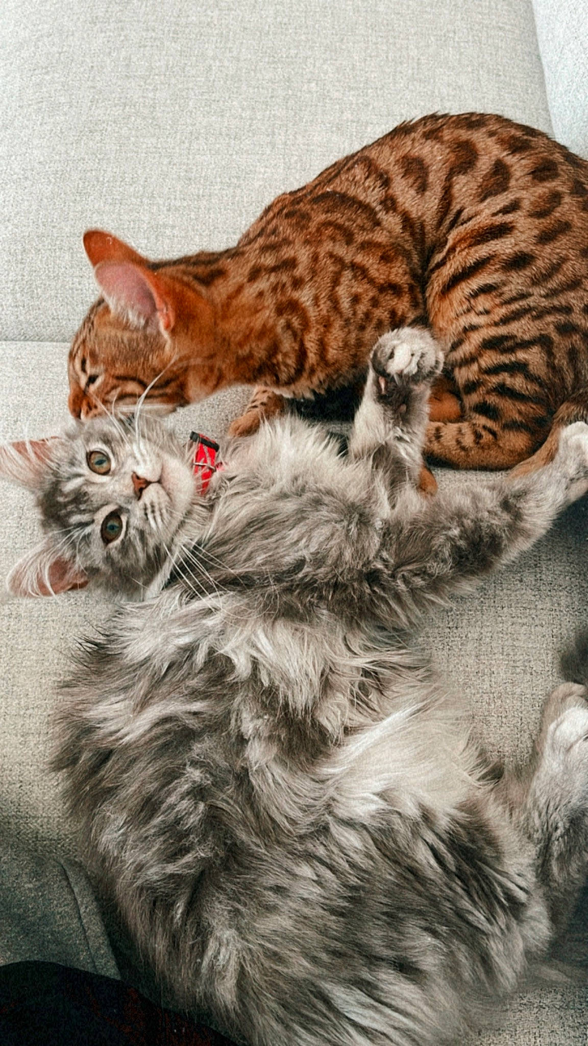 Tyna participe au concours pour gagner de l'argent avec cette photo : art, carnivore, cat, cat_bed, claw, comfort, domestic_short_haired_cat, fawn, felidae, fur, illustration, painting, paw, plant, small_to_medium_sized_cats, snout, tail, terrestrial_animal, whiskers, wildlife