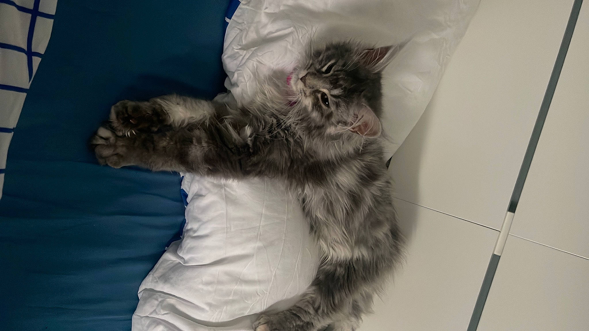 Tyna a rejoint le concours — aidez-le/la à gagner de superbes lots ! carnivore, cat, claw, comfort, domestic_short_haired_cat, ear, felidae, fur, gesture, paw, small_to_medium_sized_cats, snout, tail, whiskers