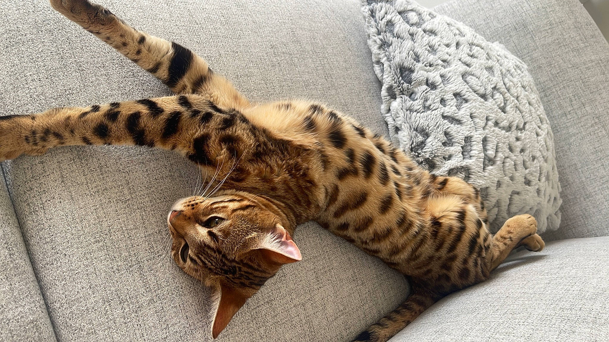 Talya a rejoint le concours — aidez-le/la à gagner de superbes lots ! big_cats, carnivore, cat, claw, comfort, domestic_short_haired_cat, fawn, felidae, foot, fur, pattern, paw, small_to_medium_sized_cats, snout, tail, terrestrial_animal, whiskers, wildlife