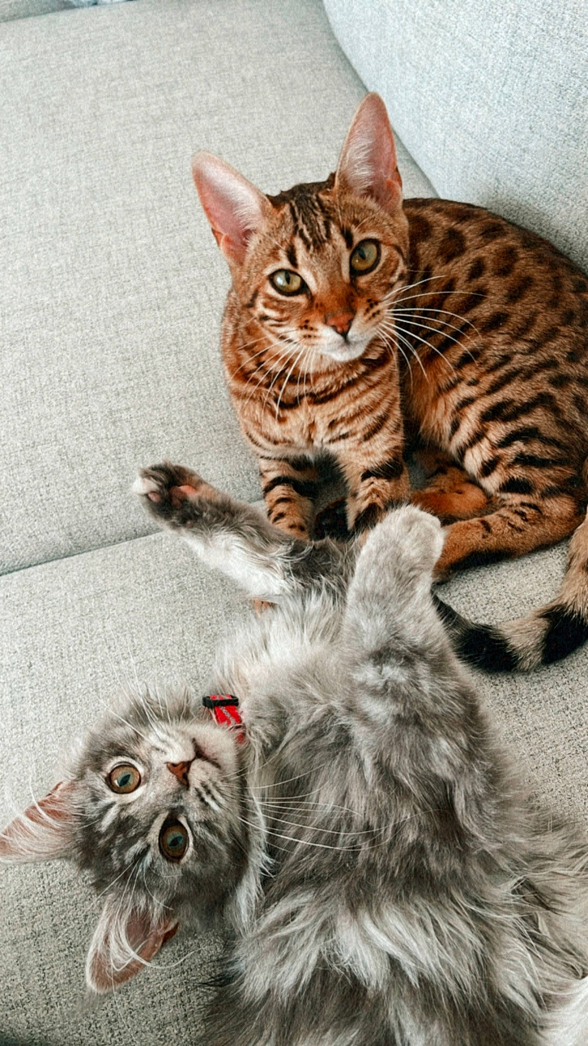 Talya a rejoint le concours — aidez-le/la à gagner de superbes lots ! carnivore, cat, claw, comfort, companion_dog, domestic_short_haired_cat, felidae, fur, paw, small_to_medium_sized_cats, snout, tail, terrestrial_animal, whiskers