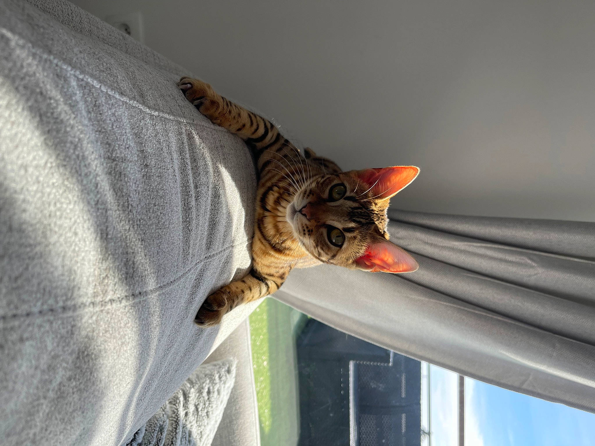 Talya participe au concours pour gagner de l'argent avec cette photo : carnivore, cat, comfort, curtain, domestic_short_haired_cat, felidae, fur, sleeve, small_to_medium_sized_cats, tail, terrestrial_animal, whiskers, window, window_covering, window_treatment, wood