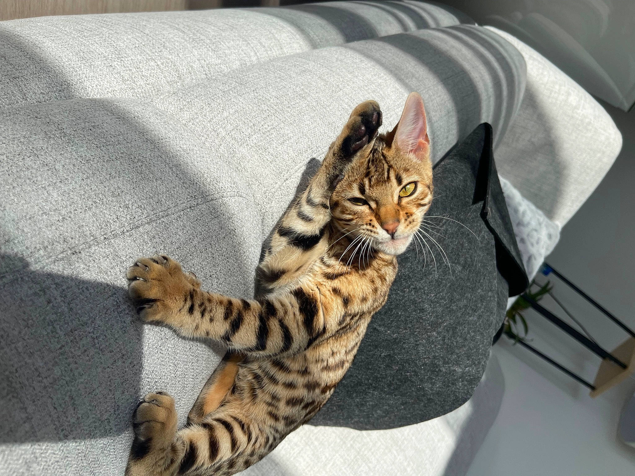 Talya participe au concours pour gagner de l'argent avec cette photo : carnivore, cat, claw, comfort, domestic_short_haired_cat, eye, felidae, foot, fur, linens, paw, sitting, small_to_medium_sized_cats, snout, tail, terrestrial_animal, whiskers, wildlife