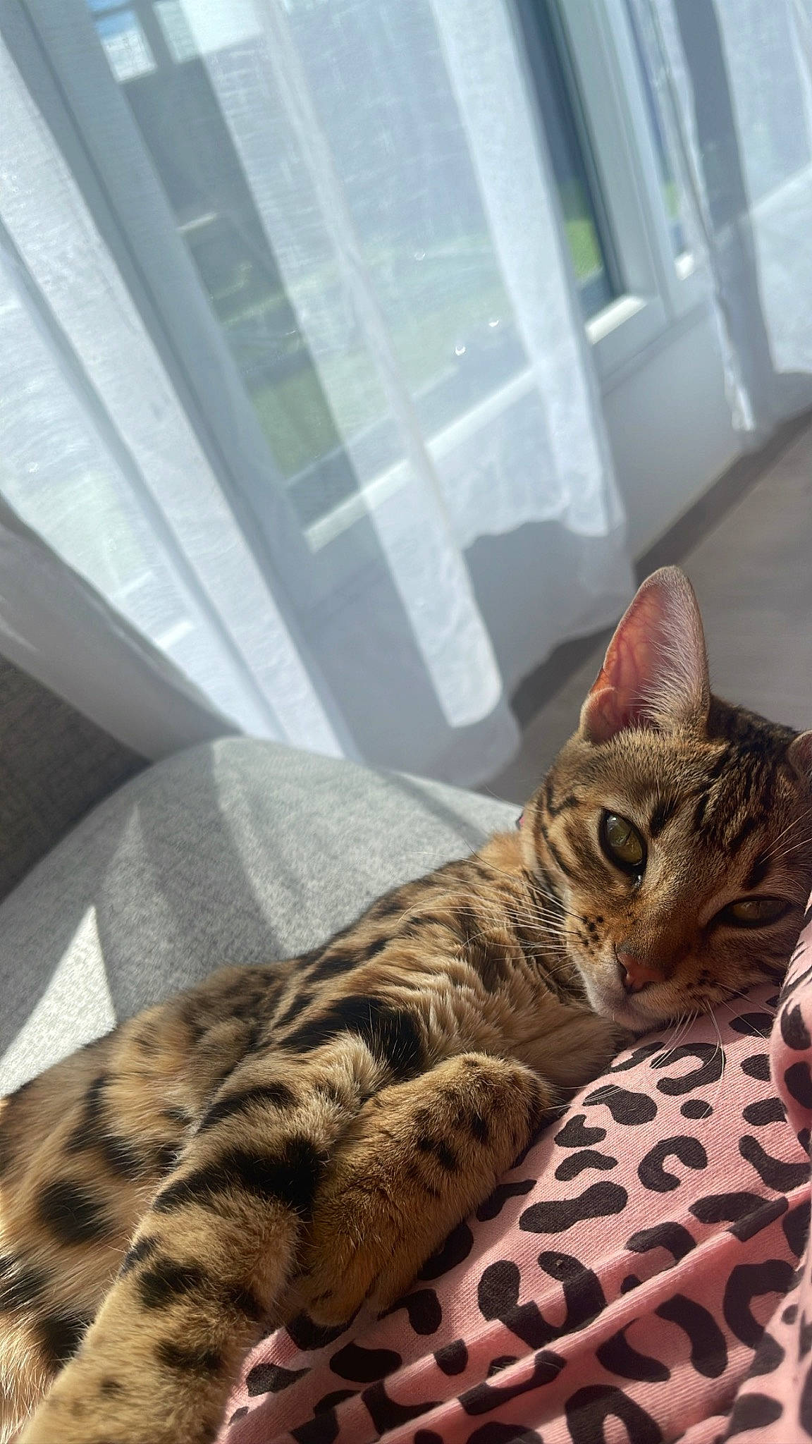 Talya a rejoint le concours — aidez-le/la à gagner de superbes lots ! bed, bedding, carnivore, cat, comfort, domestic_short_haired_cat, felidae, flooring, fur, linens, paw, room, sitting, small_to_medium_sized_cats, snout, terrestrial_animal, tree, whiskers, window, wood