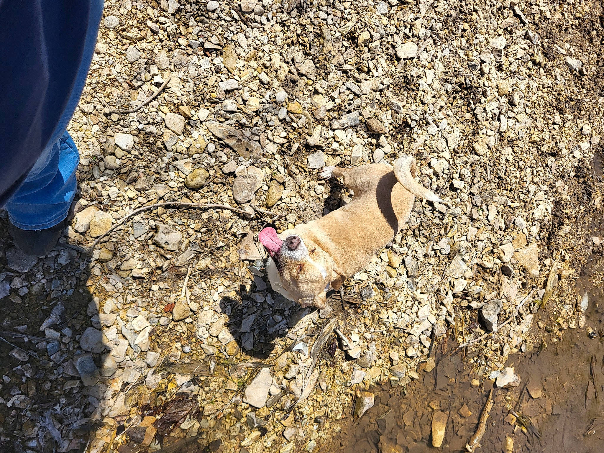 Anubis is registered to the contest to win money with this photo: adventure, asphalt, canidae, carnivore, companion_dog, dog, dog_breed, fawn, grass, mixture, people_in_nature, road_surface, rock, sand, shadow, soil, sporting_group, tail, toy_dog, wood