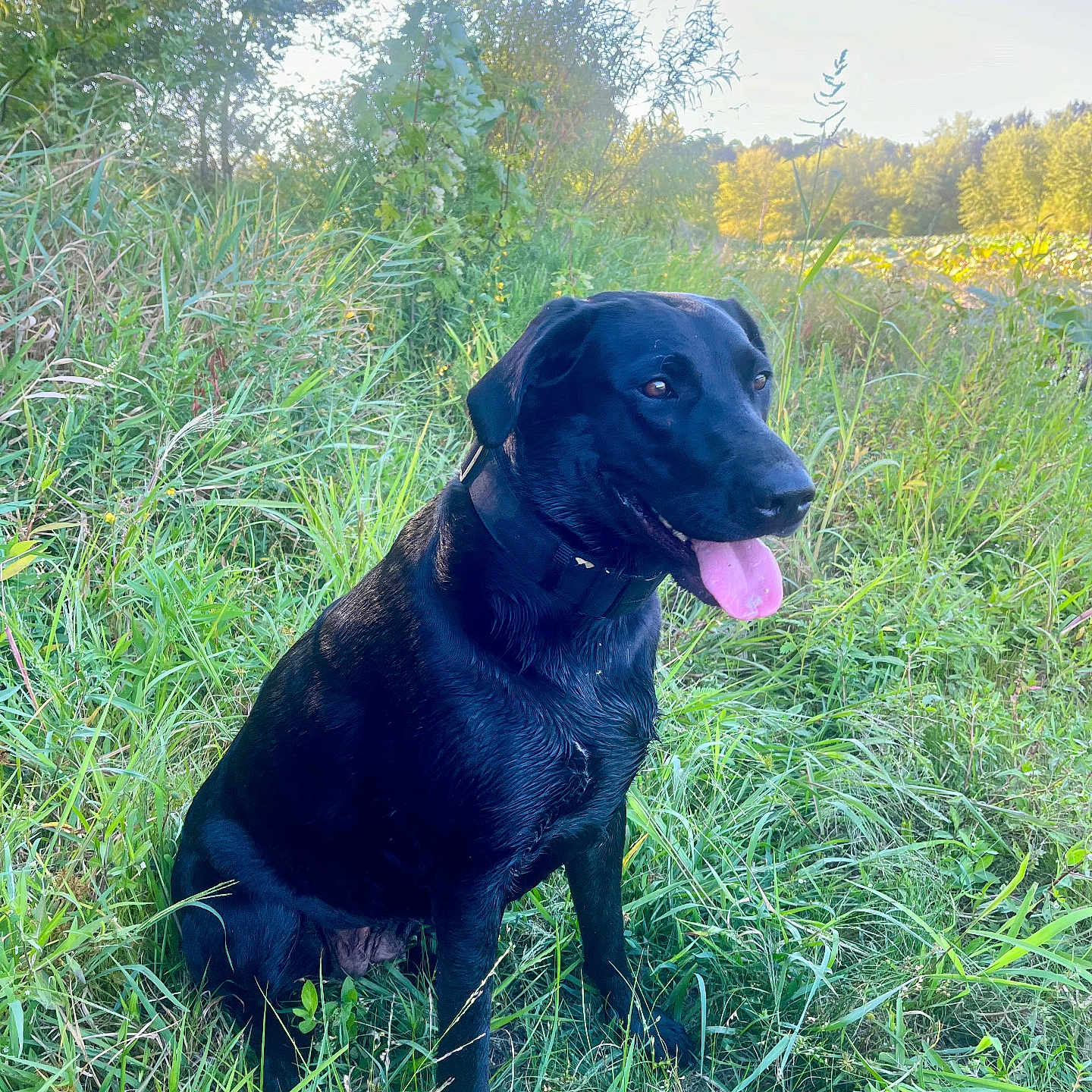 Nova is registered to the contest to win money with this photo: animal, canine, countryside, dog, field, grass, grassland, hound, labradorretriever, land, meadow, nature, outdoors, pet, plant, pointer, puppy, rural, tree, vegetation