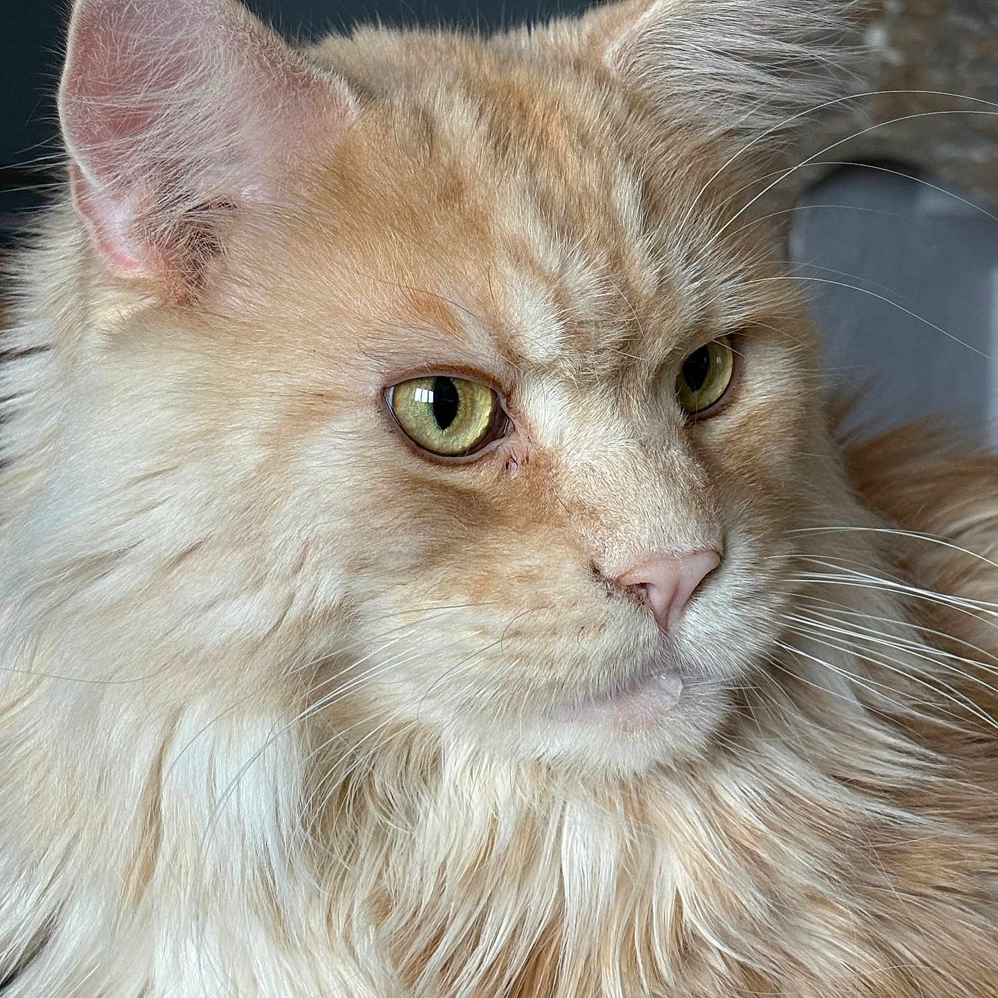 Puma participe au concours pour gagner de l'argent avec cette photo : cat, maine_coon, orange_cat, fluffy, close_up, portrait, pet, whiskers, fur, green_eyes, animal, domestic_cat, indoor, mammal, cute, feline, face, ears, nose, soft_light