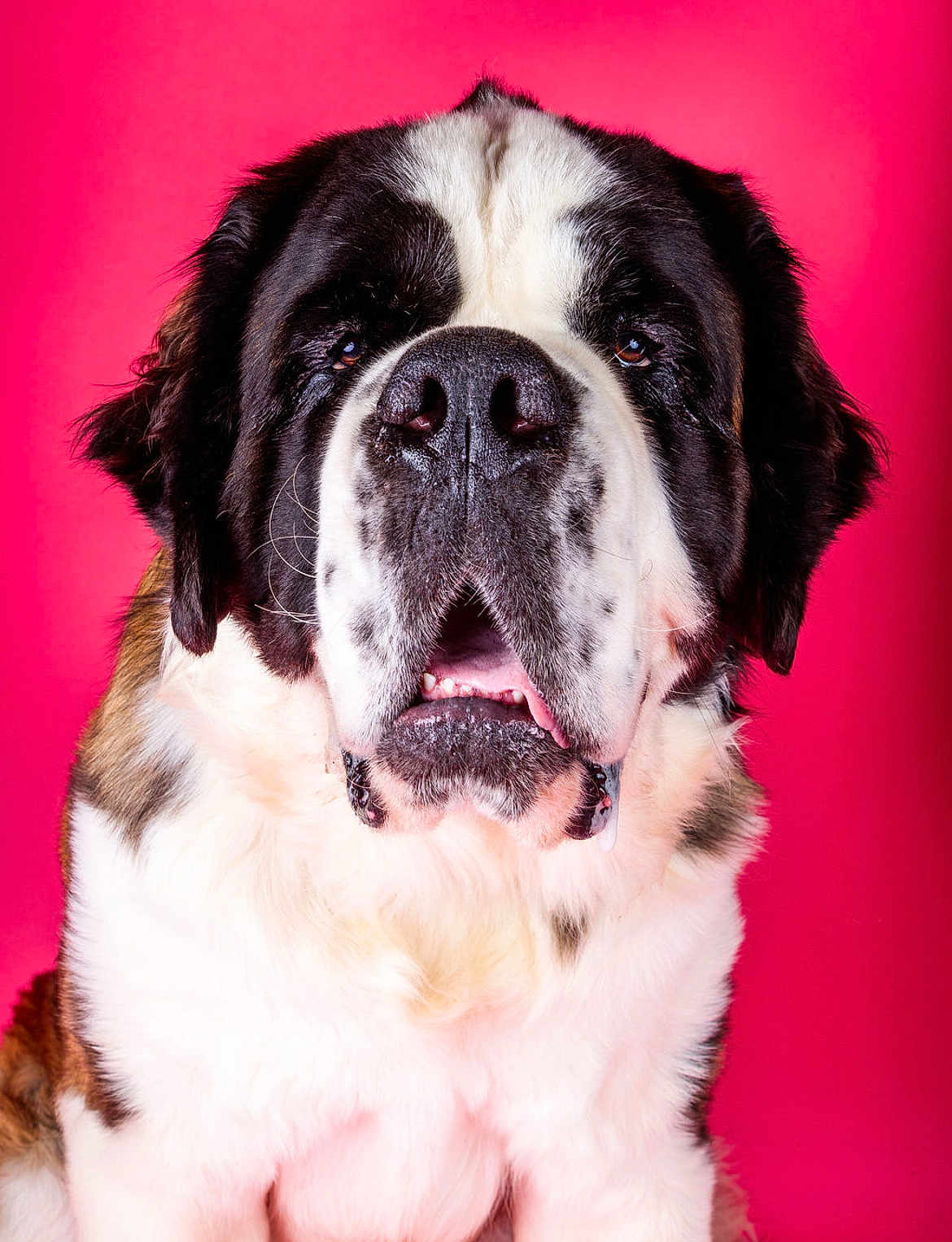 Viking a rejoint le concours — aidez-le/la à gagner de superbes lots ! dog, saint_bernard, pet, animal, portrait, close_up, fluffy, fur, drool, nose, pink_background, studio, cute, mammal, friendly, big_dog, expression, indoors, sitting, head