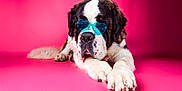 Viking a rejoint le concours — aidez-le/la à gagner de superbes lots ! dog, saint_bernard, sunglasses, blue_sunglasses, heart_shaped, pink_background, lying_down, large_dog, pet, portrait, cute, animal, fluffy, white_paws, black_and_white_fur, studio_shot, playful, funny, relaxed, canine