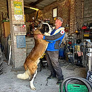 Viking a rejoint le concours — aidez-le/la à gagner de superbes lots ! dog, saint_bernard, man, hug, workshop, garage, brick_wall, cap, blue_jacket, tools, tire, crate, concrete_floor, shelving, stairs, window, smiling, standing, pet, indoor
