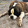Viking participe au concours pour gagner de l'argent avec cette photo : dog, saint_bernard, sleeping, muddy, outdoor, cobblestone, pavement, large_dog, resting, fur, white, brown, black, nostrils, paw, car, hose, relaxation, animal, pet