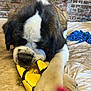 Viking participe au concours pour gagner de l'argent avec cette photo : dog, puppy, saint_bernard, toy, yellow, paws, fur, indoor, brick_wall, bed, playing, close_up, pet, animal, cute, chewing, texture, snout, resting, cozy
