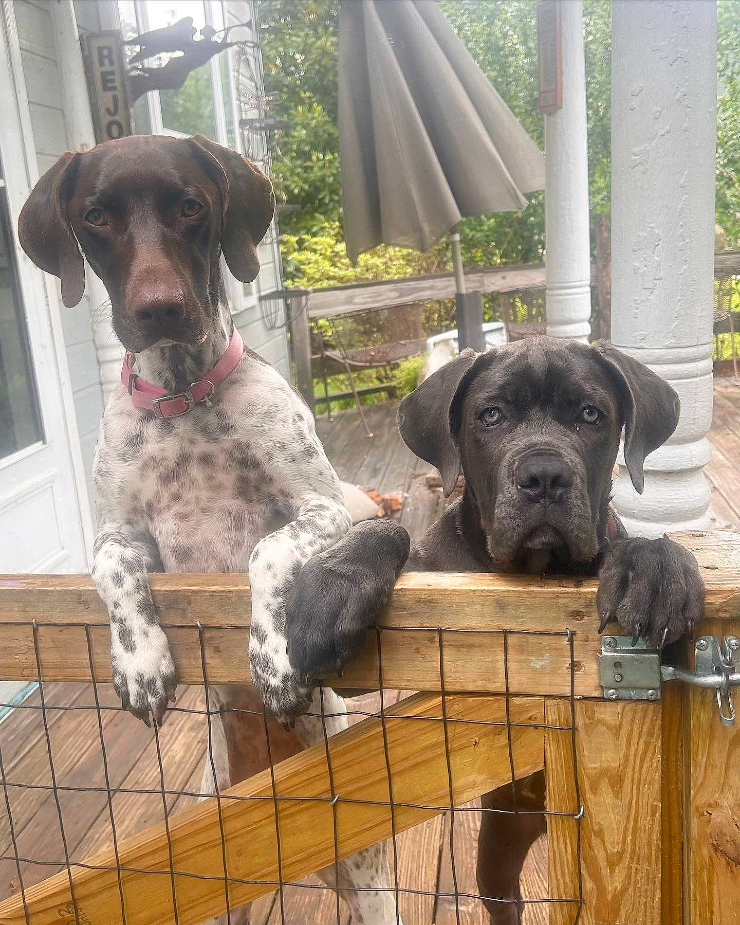 Remi is registered to the contest to win money with this photo: braque_francais, canidae, carnivore, collar, companion_dog, dog, dog_breed, dog_collar, fawn, fence, guard_dog, gun_dog, liver, metal, pet_supply, plant, snout, sporting_group, tree, working_animal