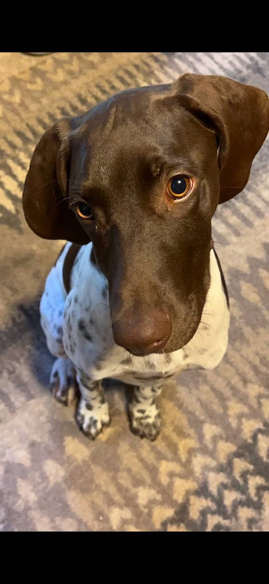 Remi is registered to the contest to win money with this photo: canidae, carnivore, collar, companion_dog, dog, dog_breed, dog_collar, ear, eye, fawn, fur, hunting_dog, liver, metal, non_sporting_group, pet_supply, snout, sporting_group, whiskers, working_animal