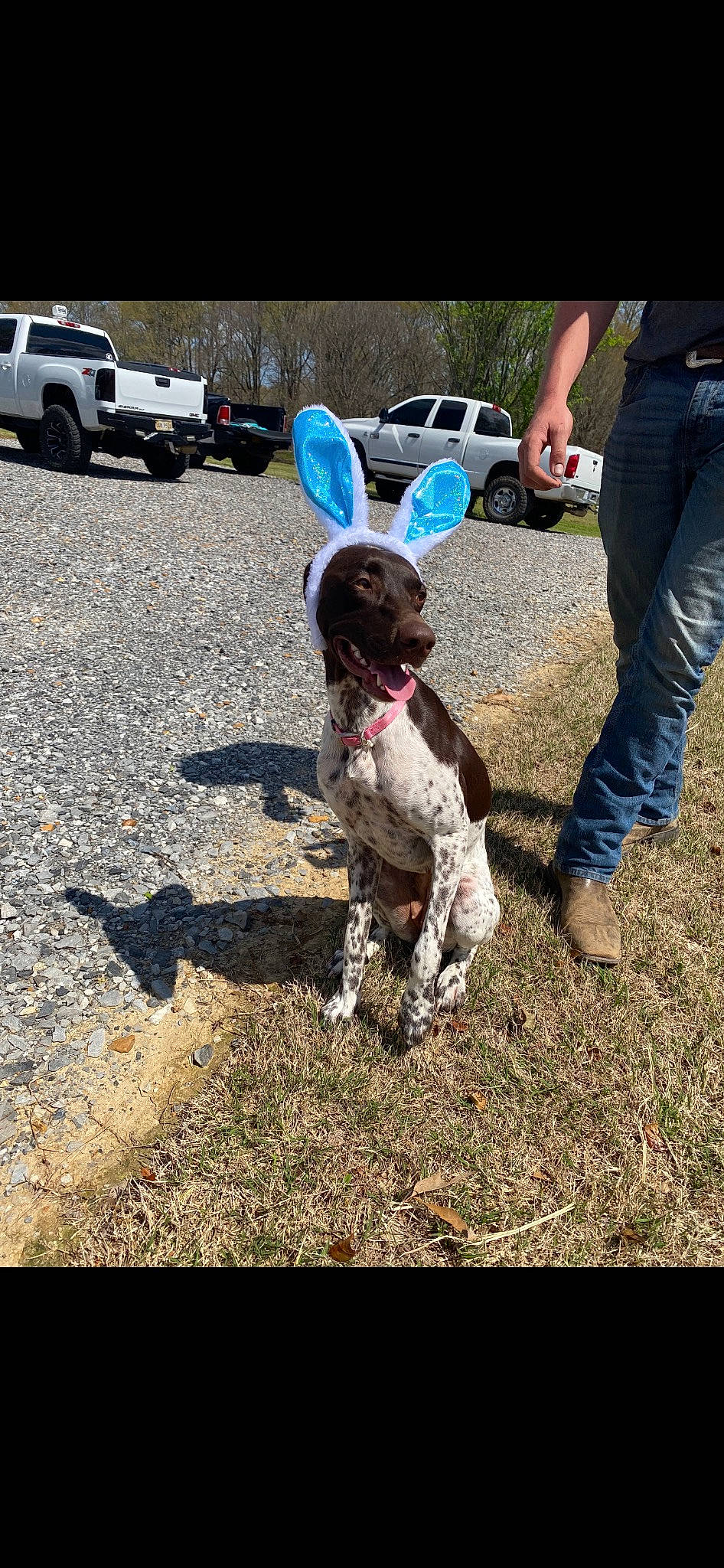 Remi is registered to the contest to win money with this photo: automotive_exterior, automotive_tire, bumper, canidae, car, carnivore, companion_dog, dog, dog_breed, grass, leash, parking, recreation, shoe, sneakers, soil, sporting_group, tire, vehicle, wheel