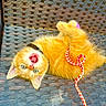 kitten, orange_cat, fluffy, playful, string, woven_chair, pet, cute, young_cat, fur, mouth_open, blue_eyes, collar, outdoor, animal, resting, texture, closeup, small, domestic_cat