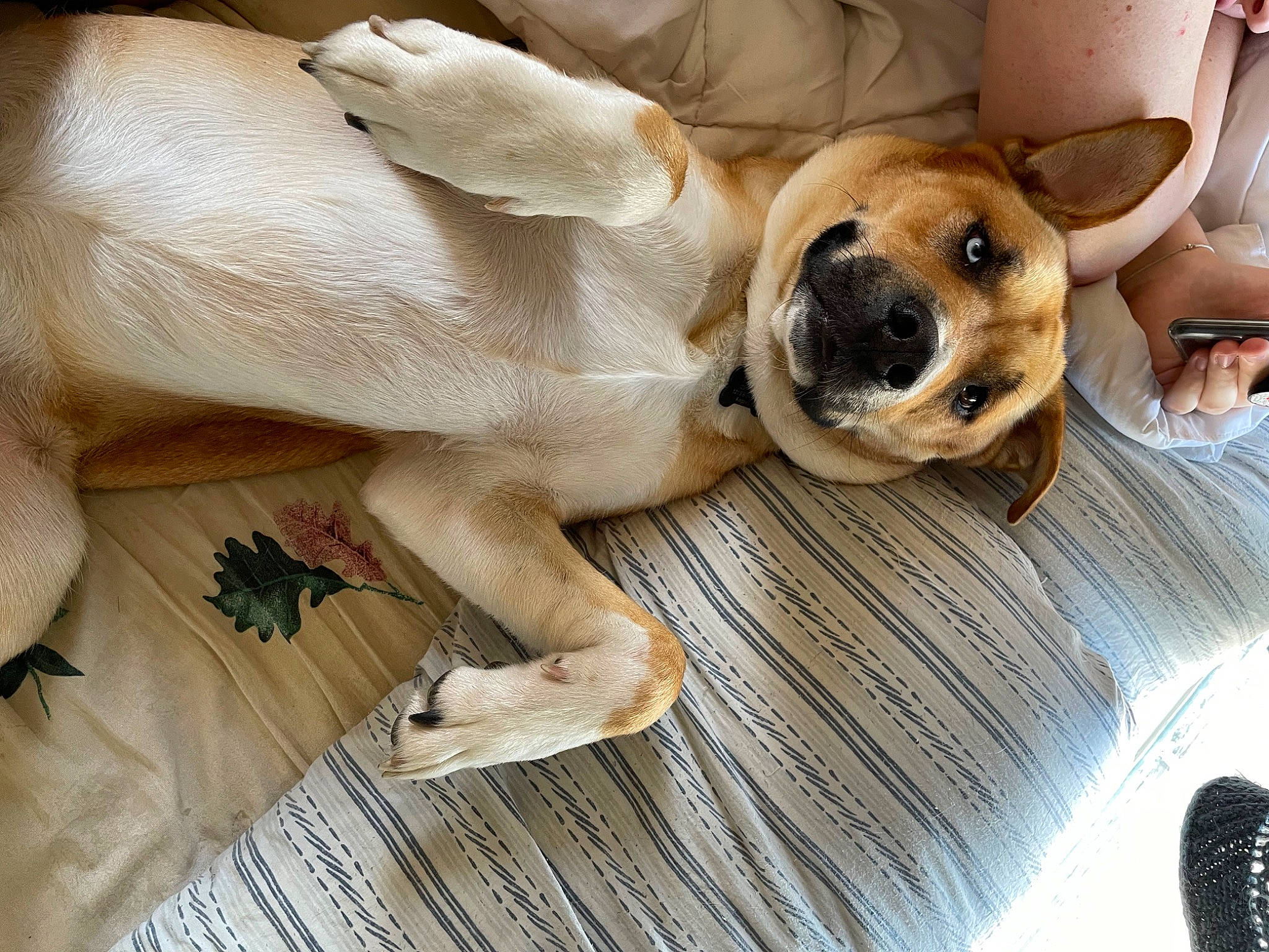 Hyrum joined the competition — help win amazing prizes! canidae, carnivore, collar, comfort, companion_dog, dog, dog_breed, dog_supply, fawn, flooring, fur, hardwood, linens, paw, pet_supply, snout, sporting_group, whiskers, wood, working_animal