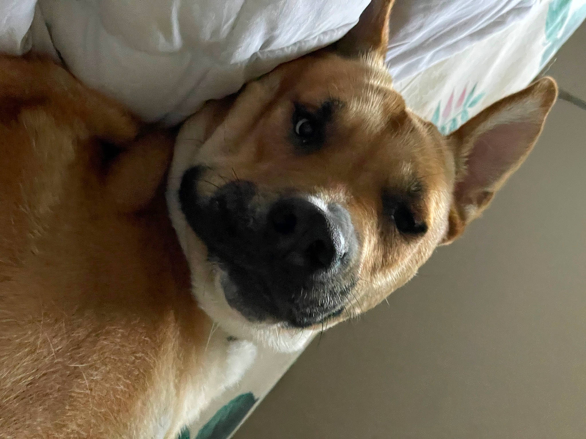 Hyrum is registered to the contest to win money with this photo: canidae, carnivore, collar, comfort, companion_dog, dog, dog_breed, dog_collar, ear, fawn, fur, non_sporting_group, paw, plastic_bag, snout, sporting_group, street_dog, terrestrial_animal, whiskers, working_animal