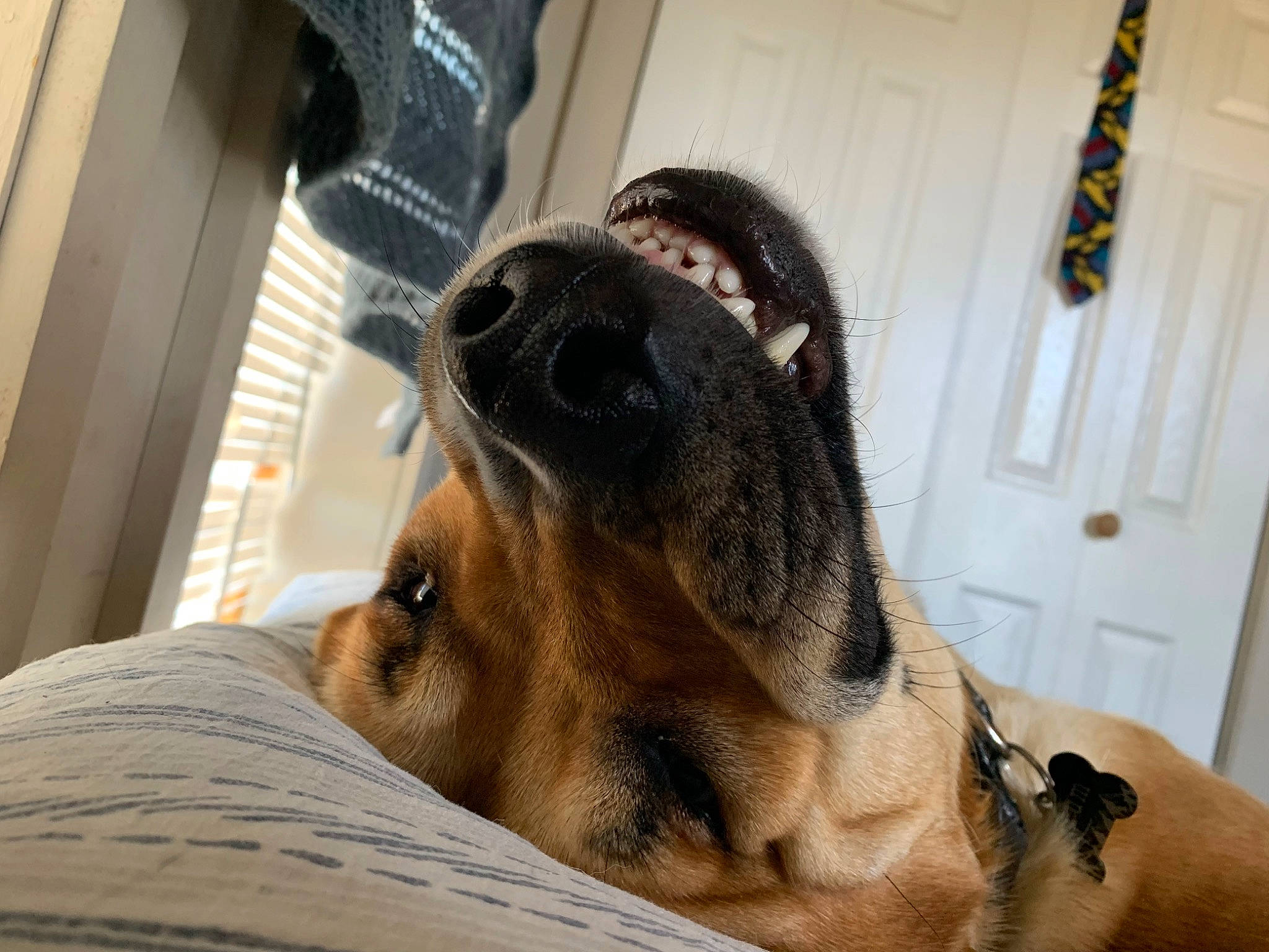 Hyrum joined the competition — help win amazing prizes! canidae, carnivore, collar, comfort, companion_dog, dog, dog_bed, dog_breed, ear, eye, fawn, fur, hound, jaw, paw, scent_hound, snout, sporting_group, whiskers, working_animal