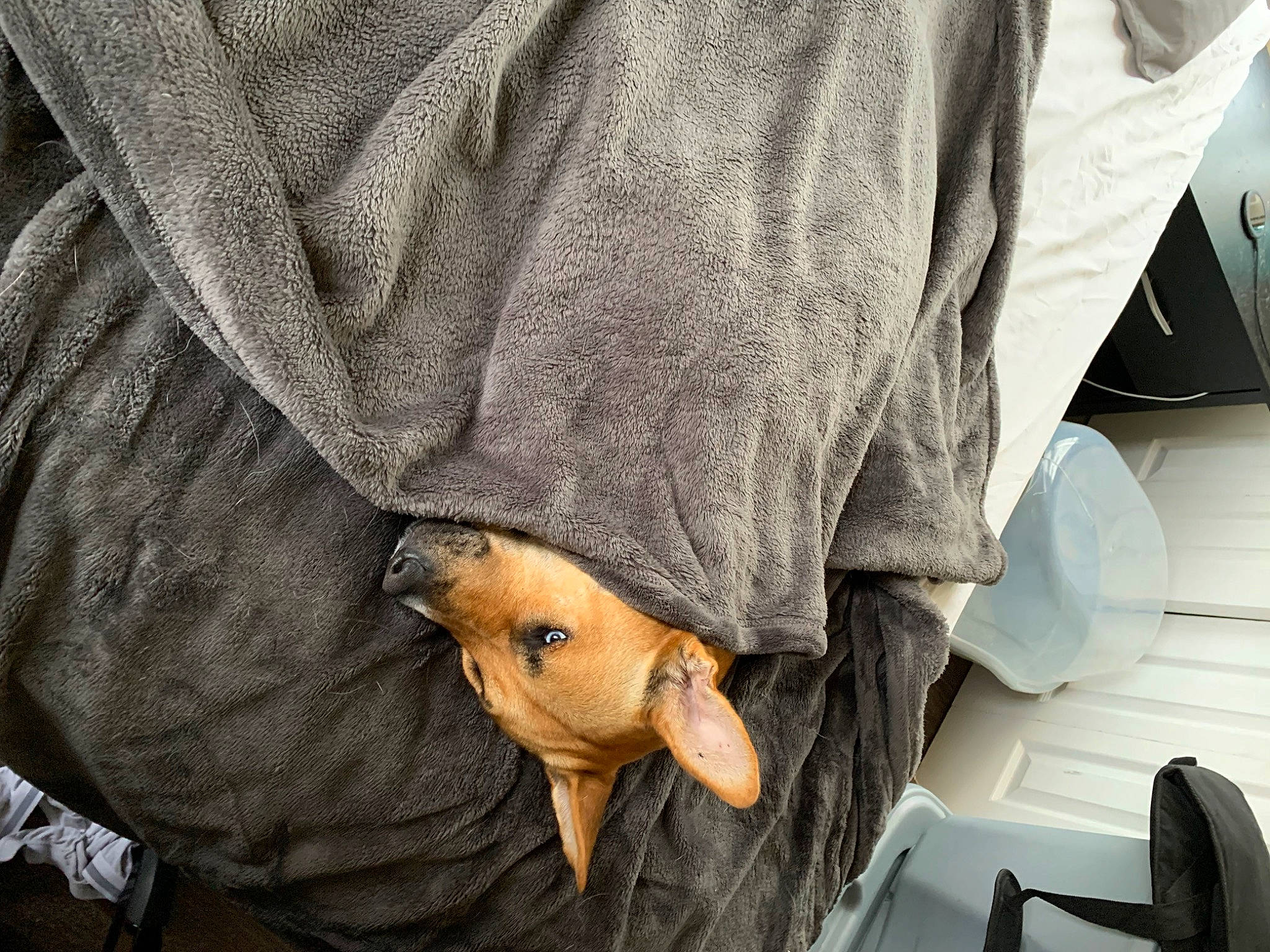 Hyrum joined the competition — help win amazing prizes! beard, canidae, comfort, companion_dog, denim, facial_hair, flooring, fur, grey, human_leg, linens, sitting, sleeve, sporting_group, wrinkle