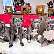 Ronnie joined the competition — help win amazing prizes! dog, pets, couch, indoor, holiday, christmas_tree, decorations, red_cloth, wooden_chairs, living_room, furniture, four_dogs, grey_dog, white_markings, cute, sitting, portrait, festive, holiday_decor, cozy