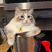 Mylo joined the competition — help win amazing prizes! cat, fluffy_cat, pot, kitchen, stove, curious, indoor, animal, pet, feline, countertop, appliance, cookware, domestic, white_fur, blue_eyes, cute, relaxed, still_life, funny