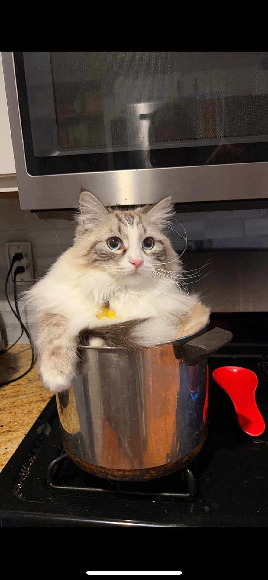 Mylo joined the competition — help win amazing prizes! cat, fluffy_cat, pot, kitchen, stove, curious, indoor, animal, pet, feline, countertop, appliance, cookware, domestic, white_fur, blue_eyes, cute, relaxed, still_life, funny