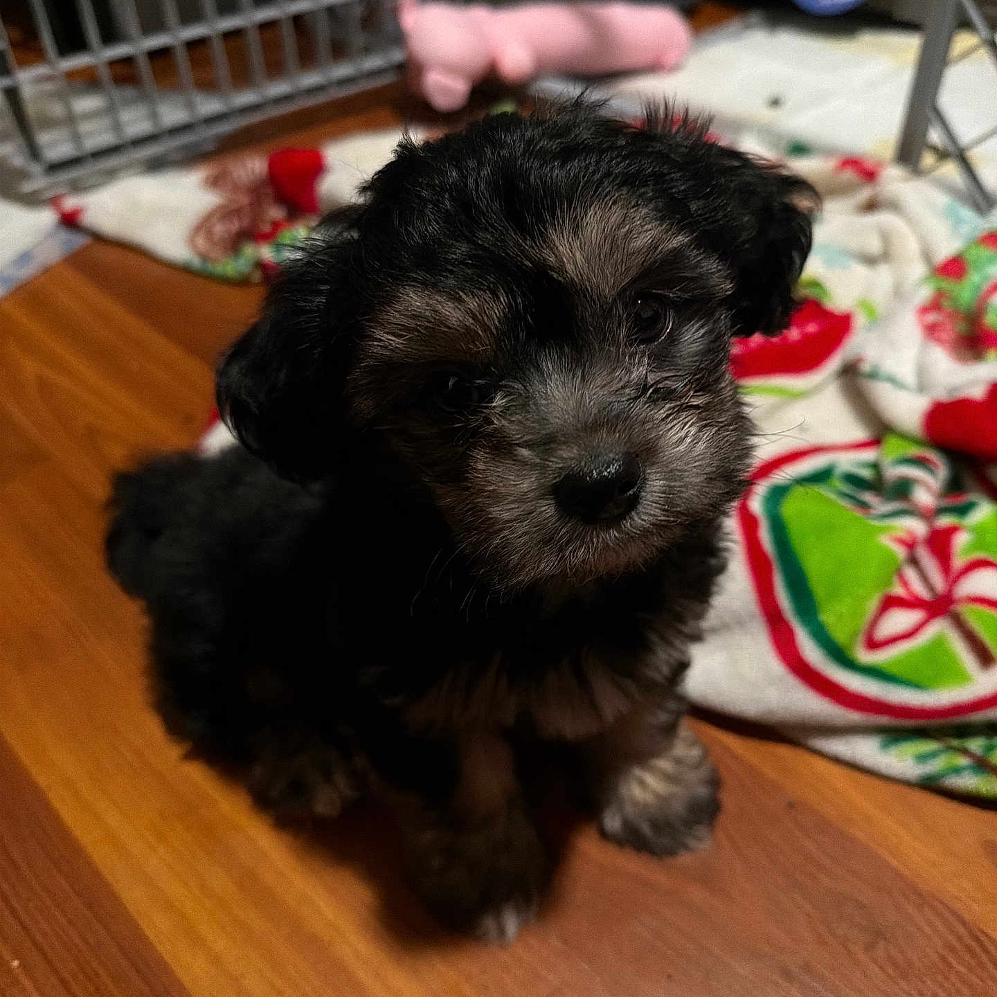 Frijolito joined the competition — help win amazing prizes! adorable, animal, black_fur, blanket, cage, cozy, cute, dog, floor, fur, gray_fur, home, indoor, looking_up, pet, puppy, small_dog, toy, wooden_floor, young_dog