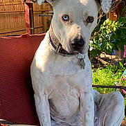 Molly joined the competition — help win amazing prizes! dog, white_dog, heterochromia, blue_eye, brown_eye, outdoor, garden, chair, red_chair, sunlight, pet, collar, fence, plant, greenery, sitting, animal, domestic_animal, summer, nature