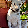dog, white_dog, heterochromia, blue_eye, brown_eye, outdoor, garden, chair, red_chair, sunlight, pet, collar, fence, plant, greenery, sitting, animal, domestic_animal, summer, nature