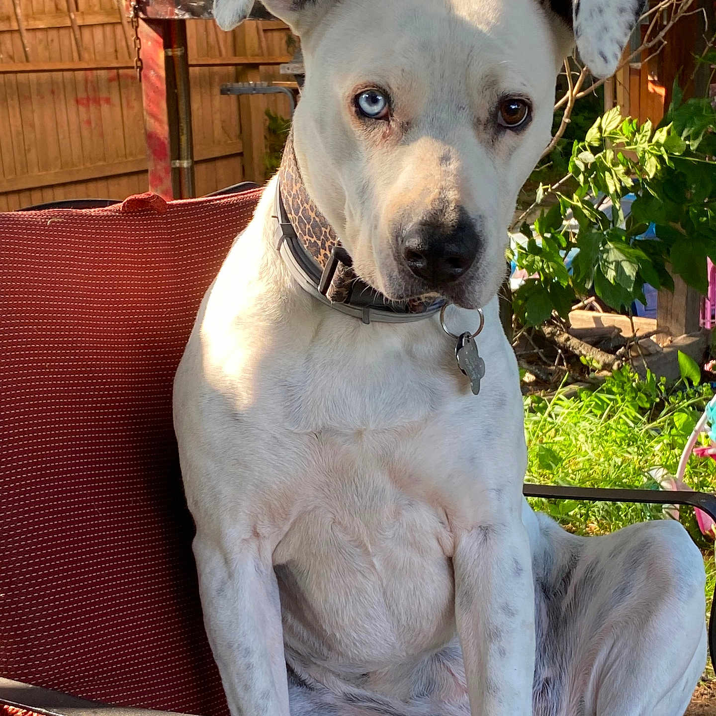 Molly joined the competition — help win amazing prizes! dog, white_dog, heterochromia, blue_eye, brown_eye, outdoor, garden, chair, red_chair, sunlight, pet, collar, fence, plant, greenery, sitting, animal, domestic_animal, summer, nature