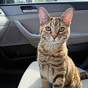 Calla is registered to the contest to win money with this photo: cat, tabby, pet, animal, car, car_interior, seat, curious, green_eyes, sitting, fur, whiskers, ears, domestic_cat, sunlight, window, indoor, closeup, portrait, feline