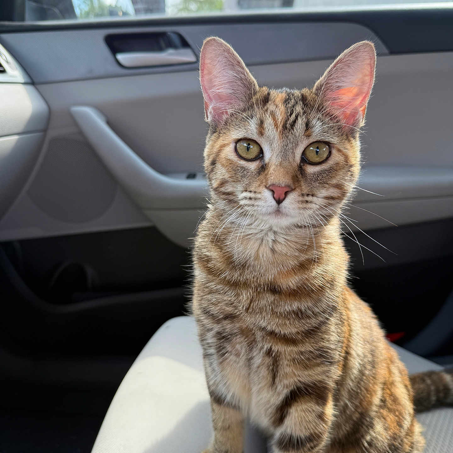 Calla is registered to the contest to win money with this photo: animal, car, car_interior, cat, closeup, curious, domestic_cat, ears, feline, fur, green_eyes, indoor, pet, portrait, seat, sitting, sunlight, tabby, whiskers, window