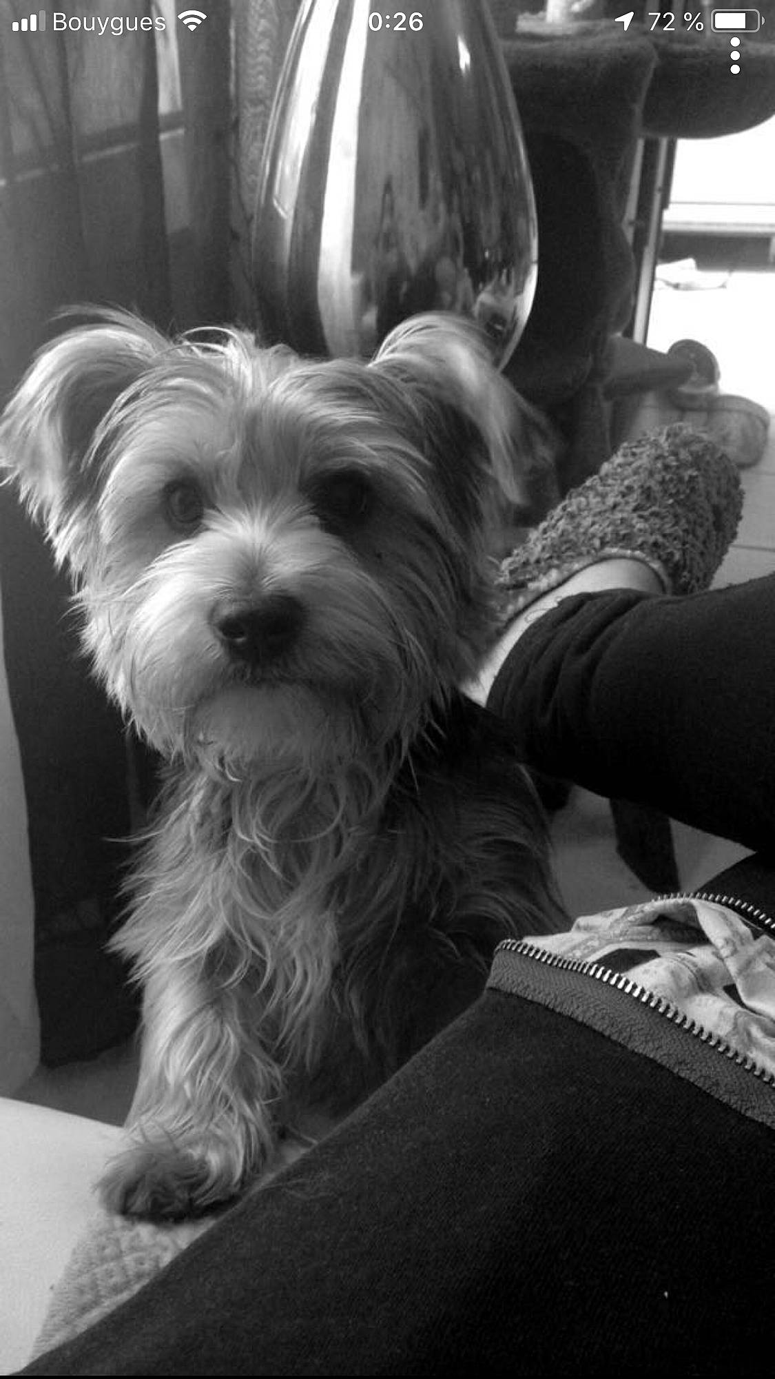 Monoï participe au concours pour gagner de l'argent avec cette photo : biewer_terrier, black_and_white, canidae, carnivore, companion_dog, dog, dog_breed, maltese, mammal, morkie, puppy, rare_breed_dog, small_terrier, snout, sporting_lucas_terrier, terrier, toy_dog, vertebrate, west_highland_white_terrier, yorkshire_terrier