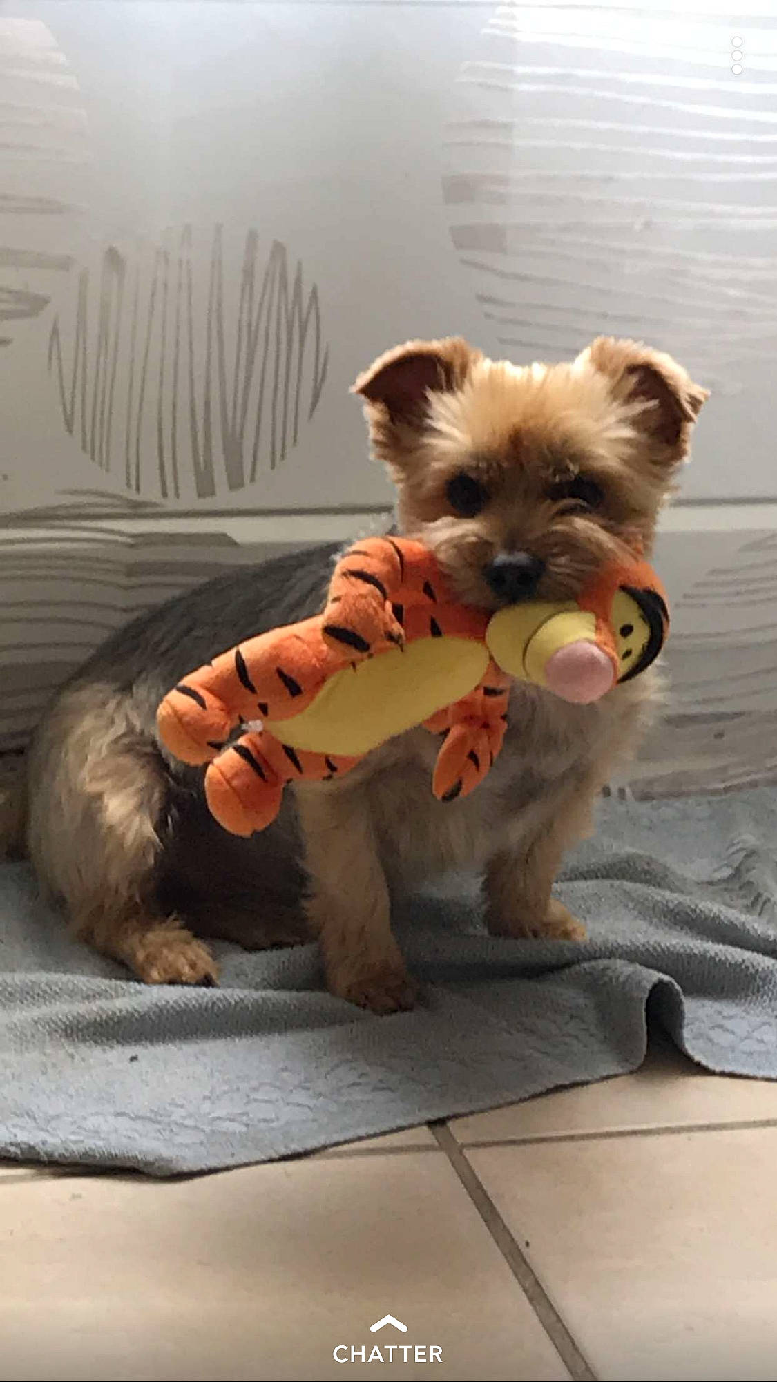 Monoï participe au concours pour gagner de l'argent avec cette photo : australian_silky_terrier, australian_terrier, cairn_terrier, canidae, carnivore, companion_dog, dog, dog_breed, dog_clothes, griffon_bruxellois, morkie, norfolk_terrier, norwich_terrier, puppy, rare_breed_dog, small_terrier, terrier, toy_dog, yorkipoo, yorkshire_terrier