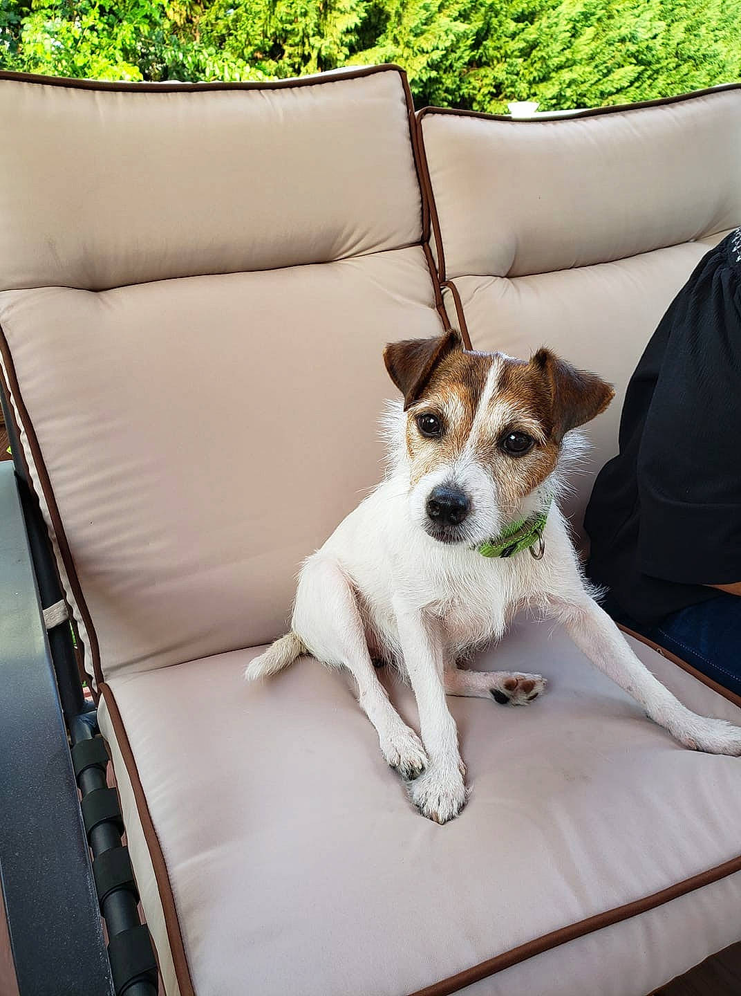 Robbie joined the competition — help win amazing prizes! canidae, carnivore, companion_dog, dog, dog_breed, fawn, fox_terrier, furniture, jack_russell_terrier, mammal, parson_russell_terrier, puppy, rare_breed_dog, rat_terrier, russell_terrier, sporting_group