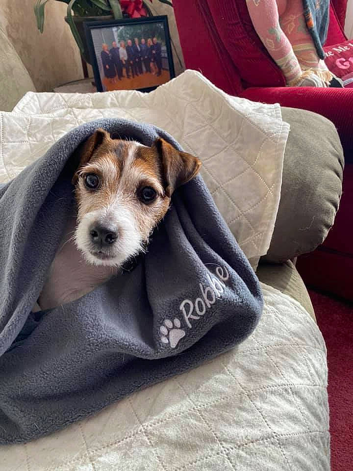 Robbie is registered to the contest to win money with this photo: canidae, carnivore, companion_dog, danish_swedish_farmdog, dog, dog_breed, jack_russell_terrier, mammal, parson_russell_terrier, puppy, rare_breed_dog, rat_terrier, russell_terrier, snout