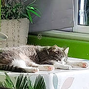 Mimi participe au concours pour gagner de l'argent avec cette photo : cat, sleeping, table, indoor, plant, window, sunlight, green_wall, furniture, relaxation, pet, fur, cozy, domestic_animal, paw, animal, resting, home, tablecloth, daylight