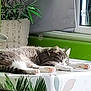 cat, sleeping, table, indoor, plant, window, sunlight, green_wall, furniture, relaxation, pet, fur, cozy, domestic_animal, paw, animal, resting, home, tablecloth, daylight