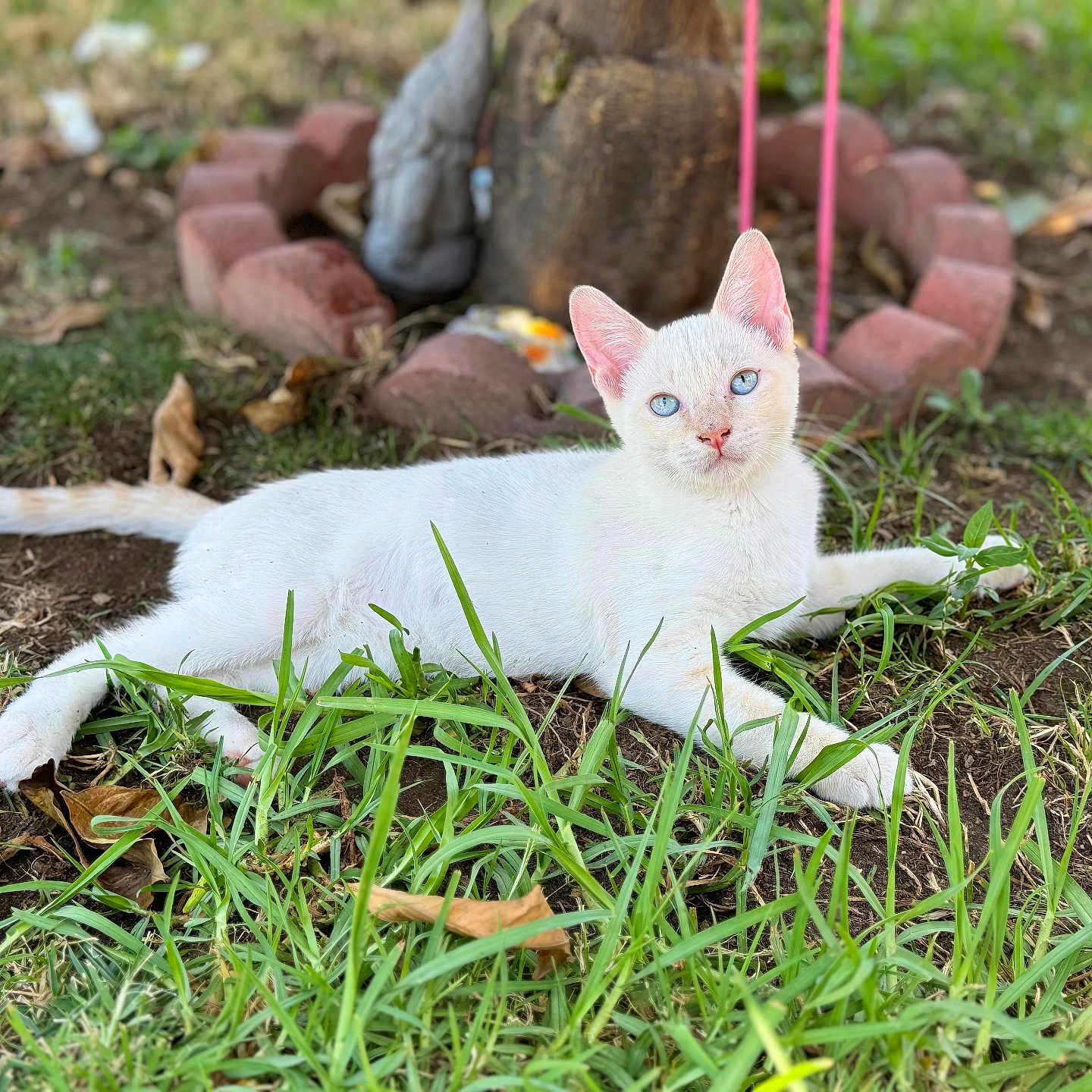 Kumo joined the competition — help win amazing prizes! abyssinian, accessories, angora, animal, backyard, cat, grass, herbal, kitten, lawn, manx, nature, outdoors, pet, plant, rock, siamese, soil, strap, yard