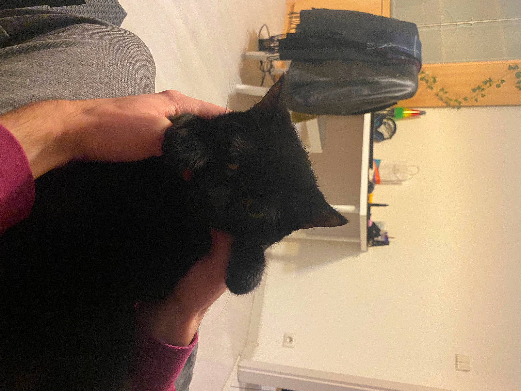 Romax participe au concours pour gagner de l'argent avec cette photo : black_cat, carnivore, cat, comfort, elbow, felidae, finger, fur, gesture, glove, nail, room, sleeve, small_to_medium_sized_cats, thumb, whiskers, wrist