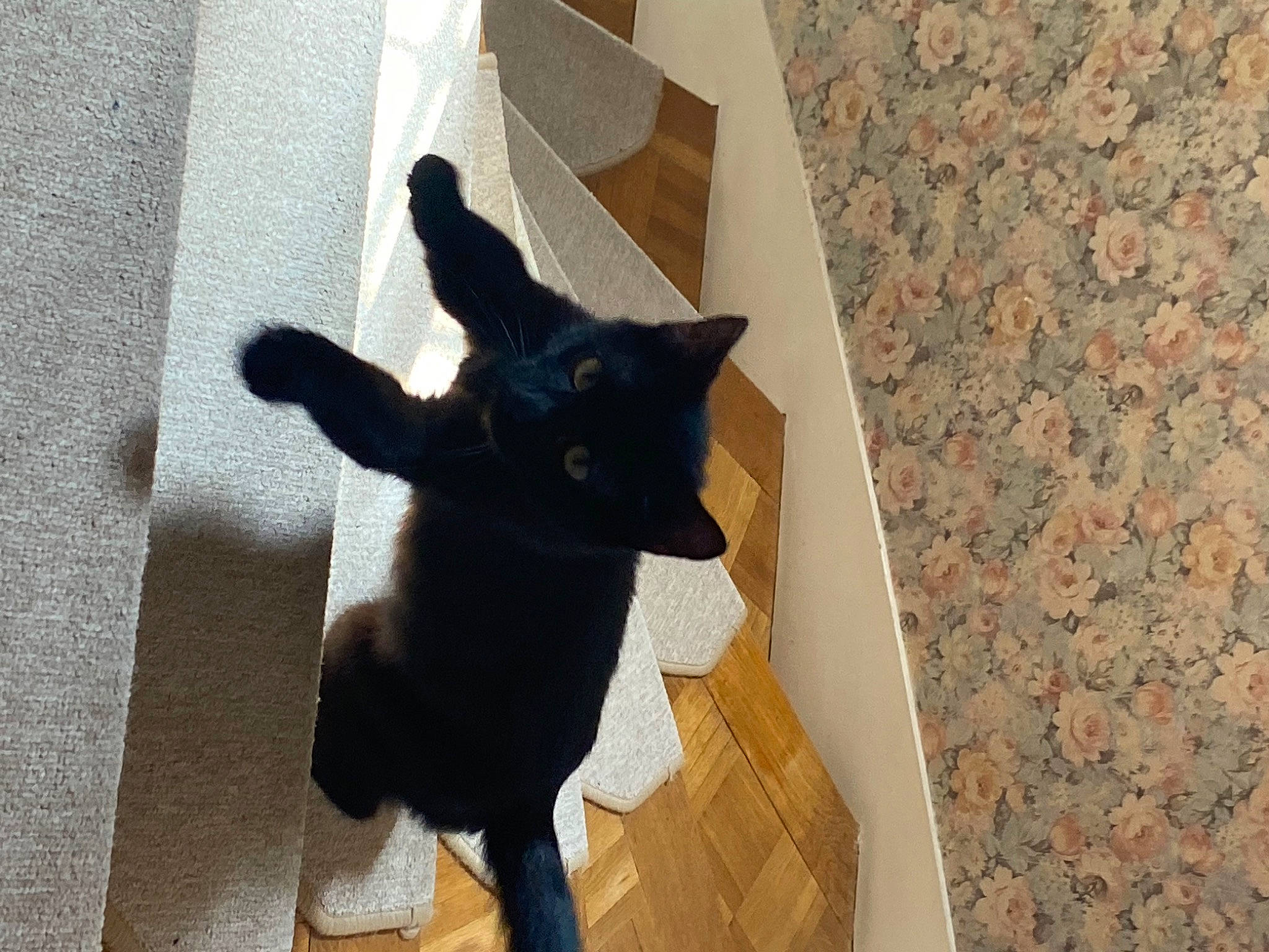 Romax a rejoint le concours — aidez-le/la à gagner de superbes lots ! art, black_cat, carnivore, cat, creative_arts, fawn, felidae, flooring, fur, paper, paper_product, pattern, sculpture, shadow, small_to_medium_sized_cats, snout, tail, visual_arts, whiskers, wood