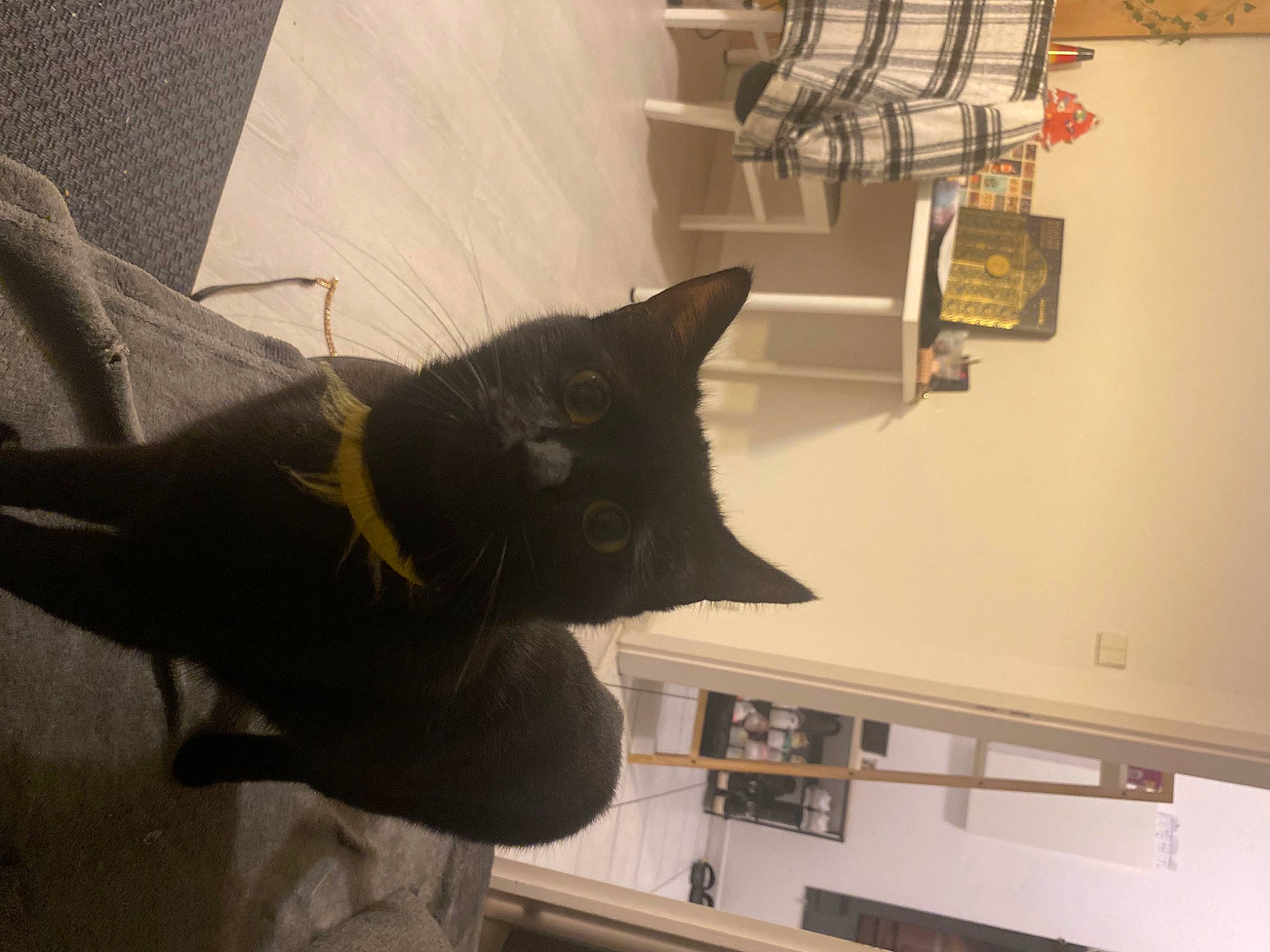 Romax participe au concours pour gagner de l'argent avec cette photo : black_cat, bombay, carnivore, cat, domestic_short_haired_cat, felidae, fur, room, shelf, shelving, small_to_medium_sized_cats, tail, whiskers, window