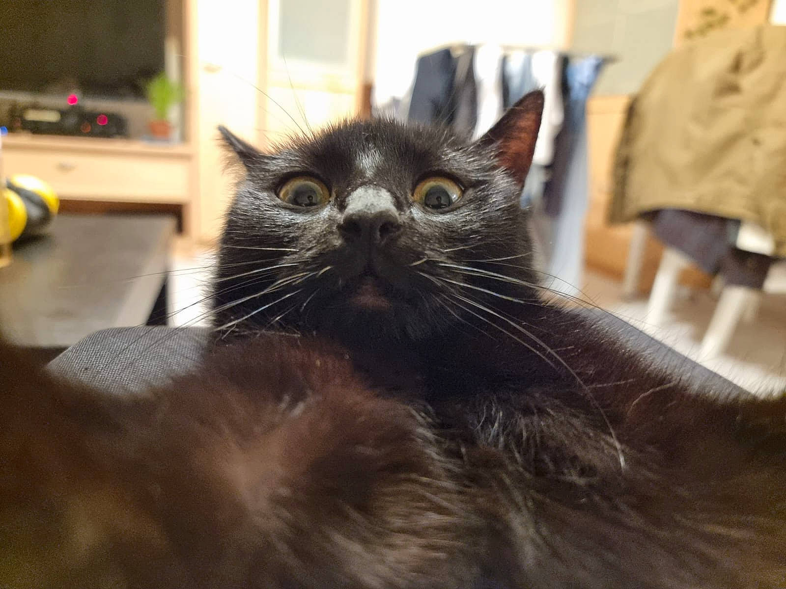 Romax participe au concours pour gagner de l'argent avec cette photo : carnivore, cat, claw, comfort, domestic_short_haired_cat, ear, felidae, fur, natural_material, room, small_to_medium_sized_cats, snout, terrestrial_animal, whiskers