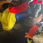 Luna is registered to the contest to win money with this photo: dog, costume, snow_white, bow, couch, living_room, lamp, television, toy_basket, brown_couch, black_dog, pet, indoors, furniture, relaxed, home, decor, window, curtain, fabric