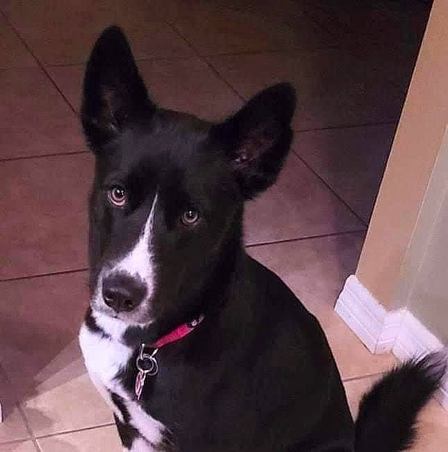 Mya is registered to the contest to win money with this photo: borador, canidae, carnivore, collar, companion_dog, dog, dog_breed, dog_collar, dog_supply, flooring, fur, herding_dog, non_sporting_group, paw, pet_supply, sporting_group, tail, whiskers, working_animal, working_dog