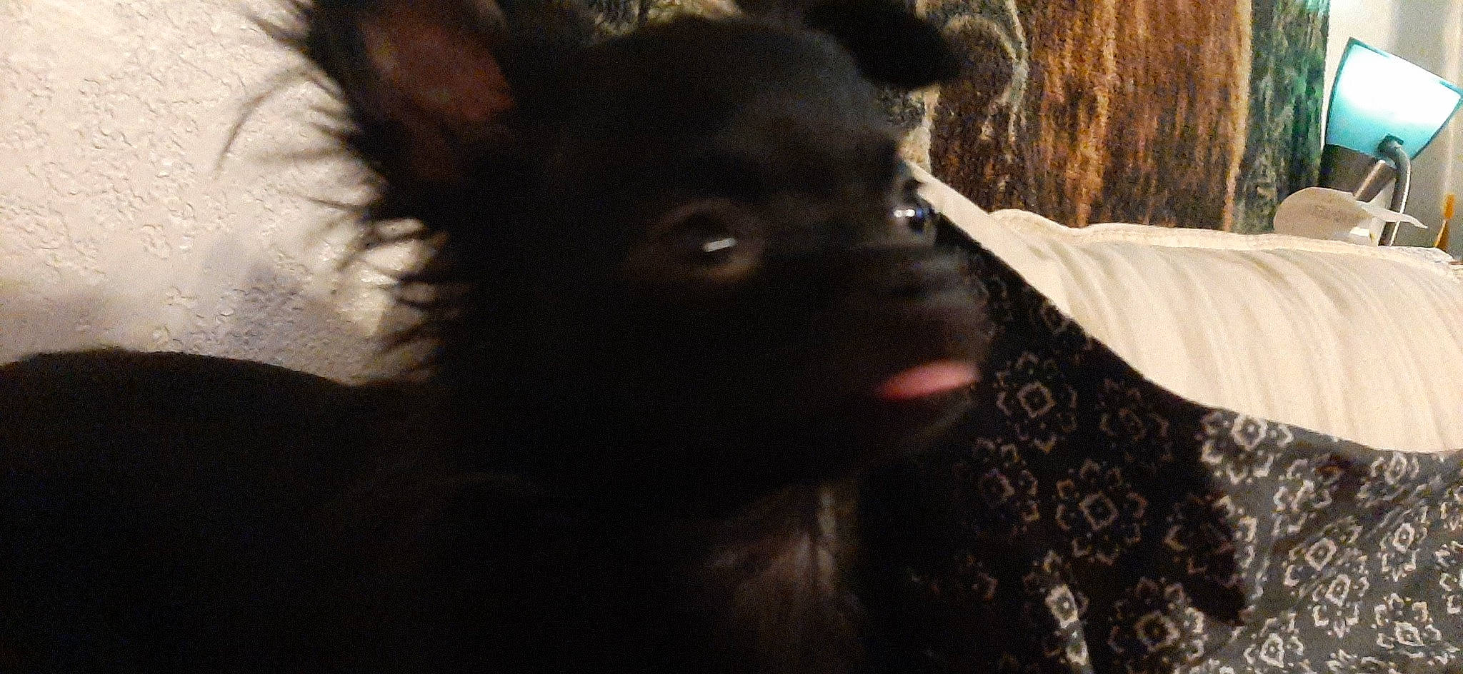 Yoda is registered to the contest to win money with this photo: canidae, carnivore, companion_dog, dog, dog_breed, ear, fawn, fur, gesture, head, jaw, liver, non_sporting_group, snout, sporting_group, terrestrial_animal, toy_dog, whiskers, working_animal