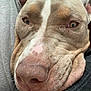 Luna participe au concours pour gagner de l'argent avec cette photo : dog, pitbull, close_up, nose, snout, whiskers, face, muzzle, pink_nose, short_fur, brown_and_white, eyes, relaxed, sleepy, wrinkles, indoor, couch, texture, pet, closeup_portrait
