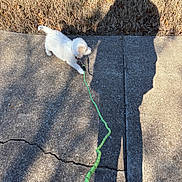 Riot joined the competition — help win amazing prizes! puppy, dog, leash, sidewalk, shadow, grass, outdoor, sunlight, pet, walking, playful, concrete, crack, white, young, animal, daytime, nature, cute, collar