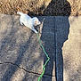 puppy, dog, leash, sidewalk, shadow, grass, outdoor, sunlight, pet, walking, playful, concrete, crack, white, young, animal, daytime, nature, cute, collar