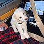 black_jacket, car_interior, casual, cute, dog, door_panel, graphic_tee, hand, indoor, lap, person, pet, phone, plaid_pants, puppy, seatbelt, sitting, white_fur, window, wood_trim